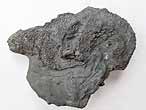Planohybodus grossiconus cartilage Fossile du jurassique Boulonnais